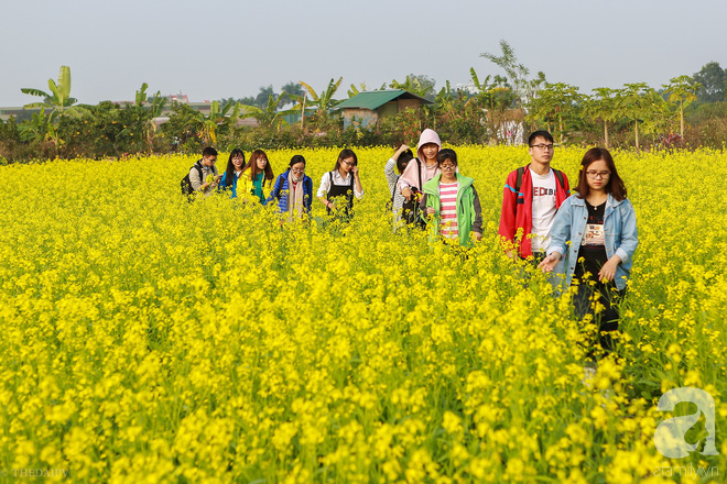 Cúc họa mi vừa tàn, Hà Nội đã kịp vào vụ hoa cải vàng đẹp mê mẩn - Ảnh 15.