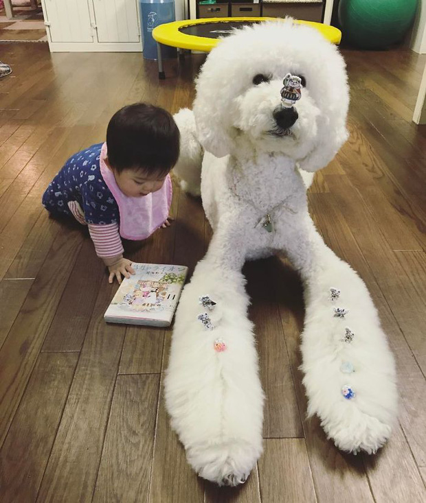 Ngắm nhìn tình bạn đáng yêu của bé gái và chú chó poodle - Ảnh 16.