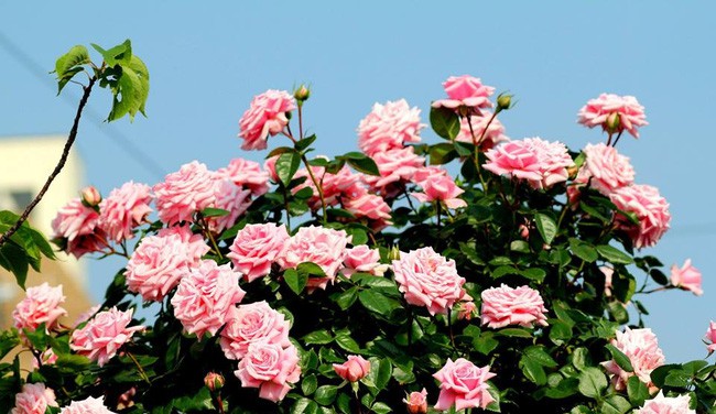 3 vườn hồng đẹp như mơ khiến độc giả tâm đắc tặng ngàn like trong năm 2017 - Ảnh 21.