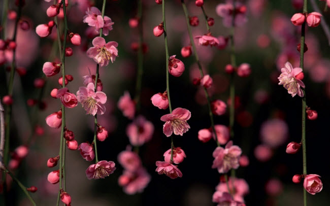 Ngây ngất trước mùa hoa anh đào đẹp tuyệt trần ở xứ Phù Tang - Ảnh 17.