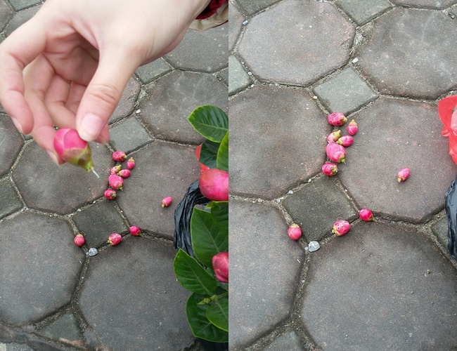 Mua hoa hải đường chưng Tết ở Hà Nội, ngã ngửa khi biết nụ hoa được gắn bằng... kẽm - Ảnh 3.