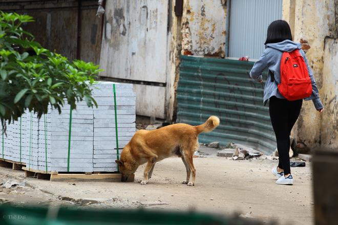 Hà Nội: Chó vẫn thả rông, không rọ mõm trước ngày luật bắt chó có hiệu lực - Ảnh 3.