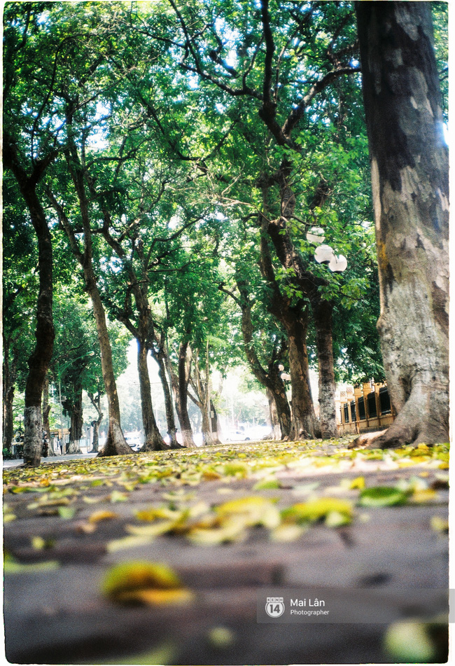 Những ngày Hà Nội rất nóng, nhưng lòng dịu lại vì cảnh lá rụng đẹp như mùa thu thứ 2 - Ảnh 4.