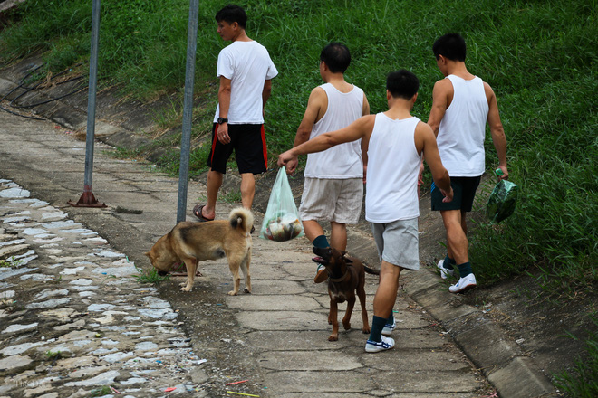 Hà Nội: Chó vẫn thả rông, không rọ mõm trước ngày luật bắt chó có hiệu lực - Ảnh 4.