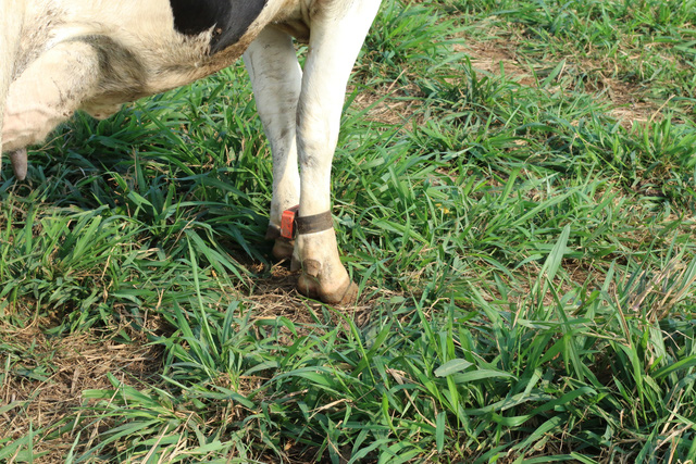 TH Milk khoe đàn bò lớn nhất Việt Nam, cho năng suất tương đương Mỹ, Israel, cao gấp đôi bò trong nước - Ảnh 5.