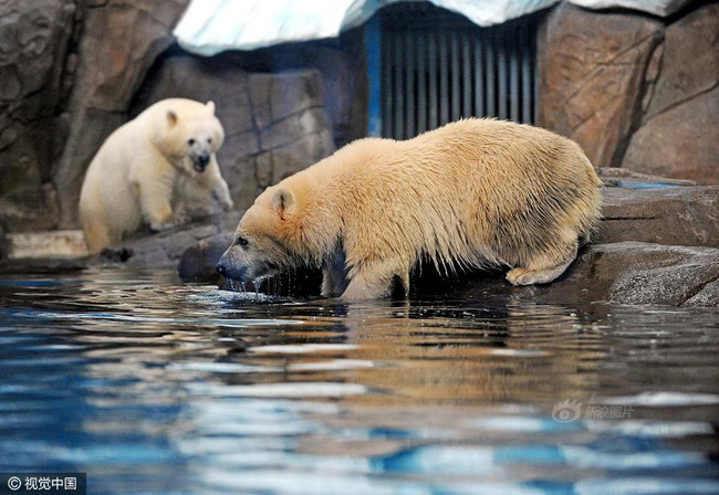 Không tin nổi ở Trung Quốc người ta tranh nhau chi tới 3 triệu đồng để được đi hót phân cho Gấu Bắc Cực - Ảnh 5.