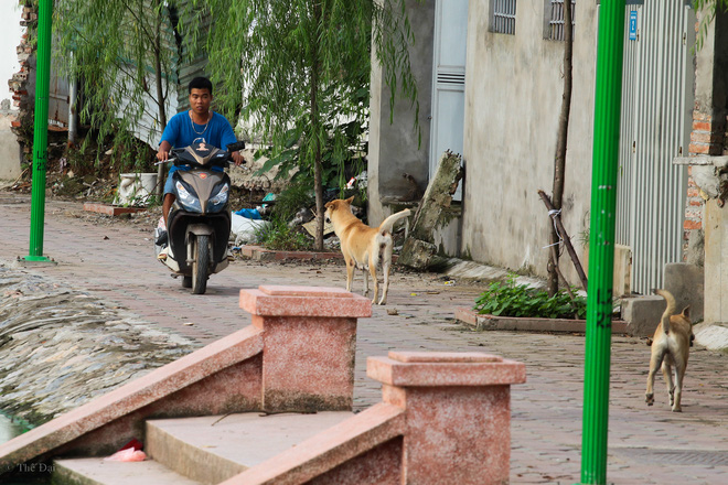 Hà Nội: Chó vẫn thả rông, không rọ mõm trước ngày luật bắt chó có hiệu lực - Ảnh 5.