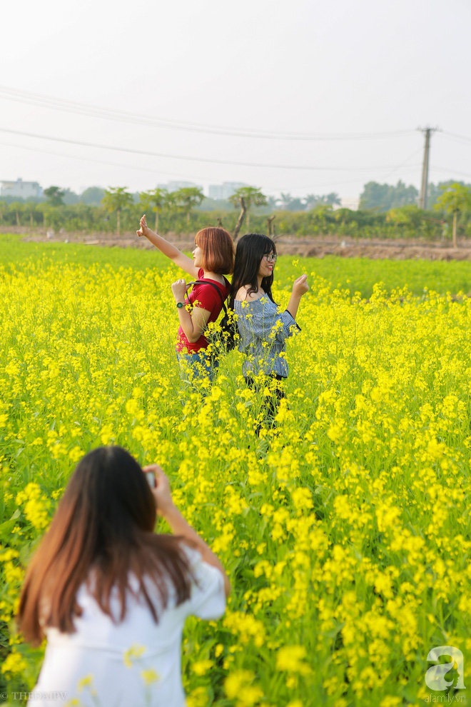 Cúc họa mi vừa tàn, Hà Nội đã kịp vào vụ hoa cải vàng đẹp mê mẩn - Ảnh 6.