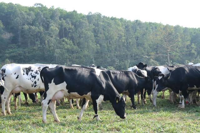 TH Milk khoe đàn bò lớn nhất Việt Nam, cho năng suất tương đương Mỹ, Israel, cao gấp đôi bò trong nước - Ảnh 6.
