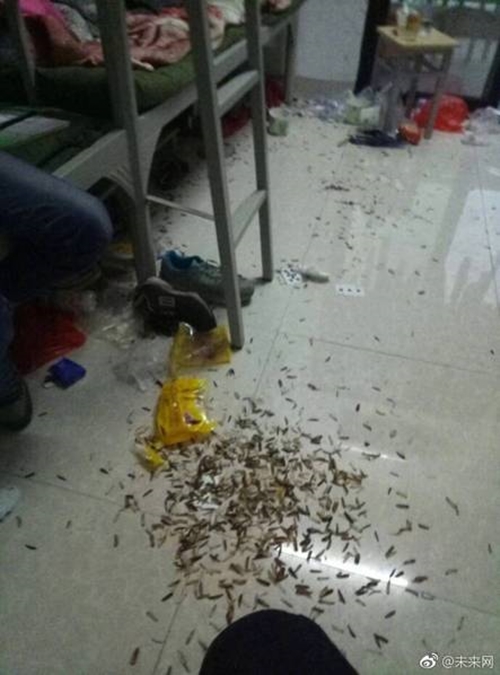 Những căn phòng ký túc bẩn còn hơn cả bãi rác của sinh viên Trung Quốc khiến nhiều người hoảng hồn - Ảnh 6.
