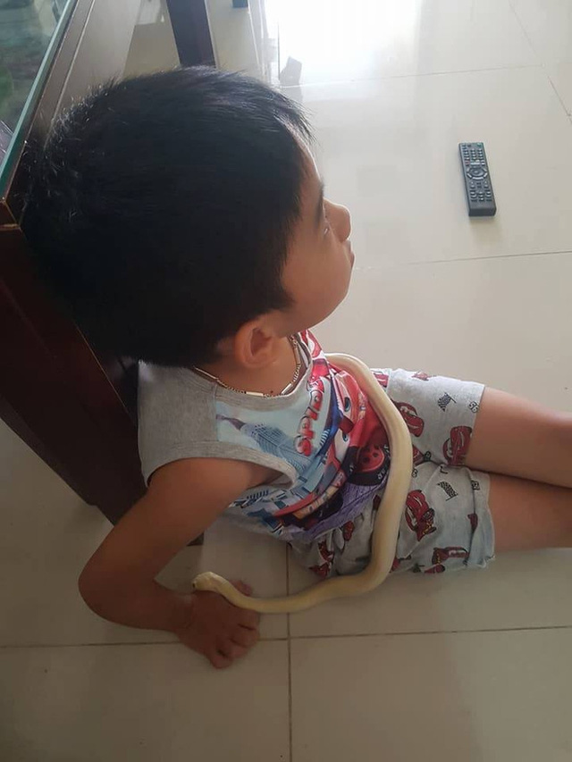 Hải Phòng: Bố mẹ nuôi trăn làm thú cưng, con trai 8 tuổi cứ tối đến là bế lên giường ngủ - Ảnh 6. Hải Phòng: Bố mẹ nuôi trăn làm thú cưng, con trai 8 tuổi cứ tối đến là bế lên giường ngủ - Ảnh 6.