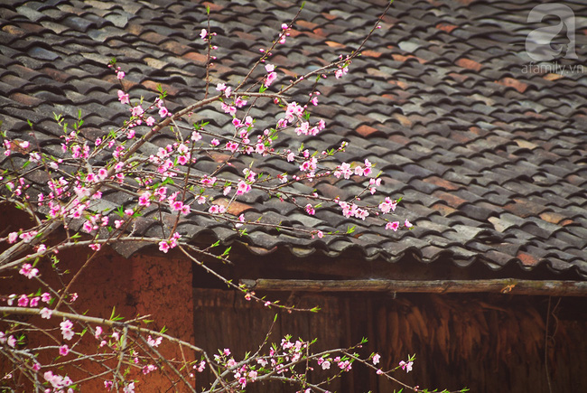 Ngẩn ngơ ngắm sắc trắng, sắc hồng của hoa mận, hoa đào ở Hà Giang - Ảnh 7.