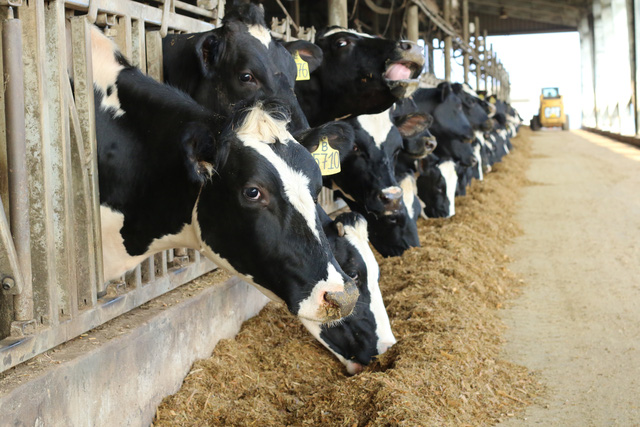 TH Milk khoe đàn bò lớn nhất Việt Nam, cho năng suất tương đương Mỹ, Israel, cao gấp đôi bò trong nước - Ảnh 7.