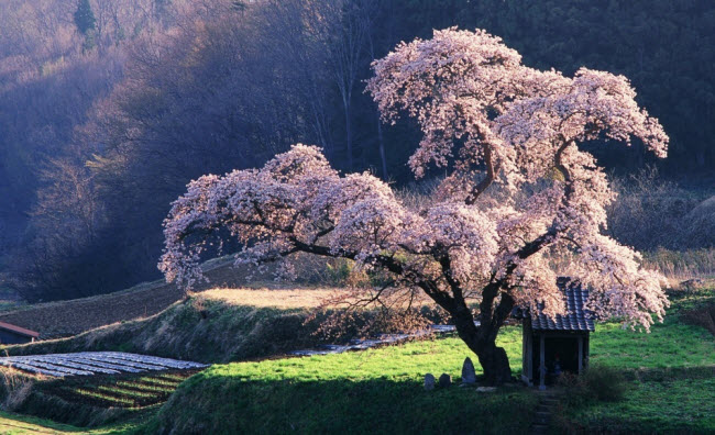 Ngây ngất trước mùa hoa anh đào đẹp tuyệt trần ở xứ Phù Tang - Ảnh 7.