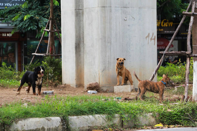Hà Nội: Chó vẫn thả rông, không rọ mõm trước ngày luật bắt chó có hiệu lực - Ảnh 7.