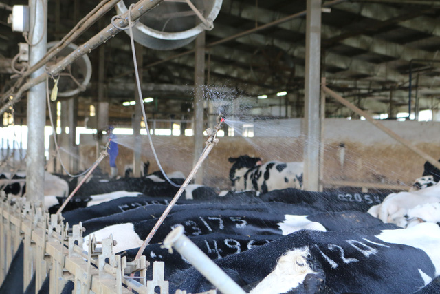 TH Milk khoe đàn bò lớn nhất Việt Nam, cho năng suất tương đương Mỹ, Israel, cao gấp đôi bò trong nước - Ảnh 8.