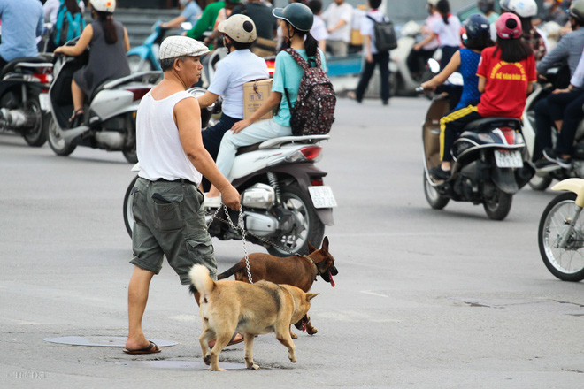 Hà Nội: Chó vẫn thả rông, không rọ mõm trước ngày luật bắt chó có hiệu lực - Ảnh 8.