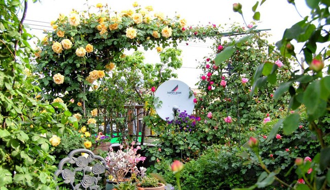 3 vườn hồng đẹp như mơ khiến độc giả tâm đắc tặng ngàn like trong năm 2017 - Ảnh 18.