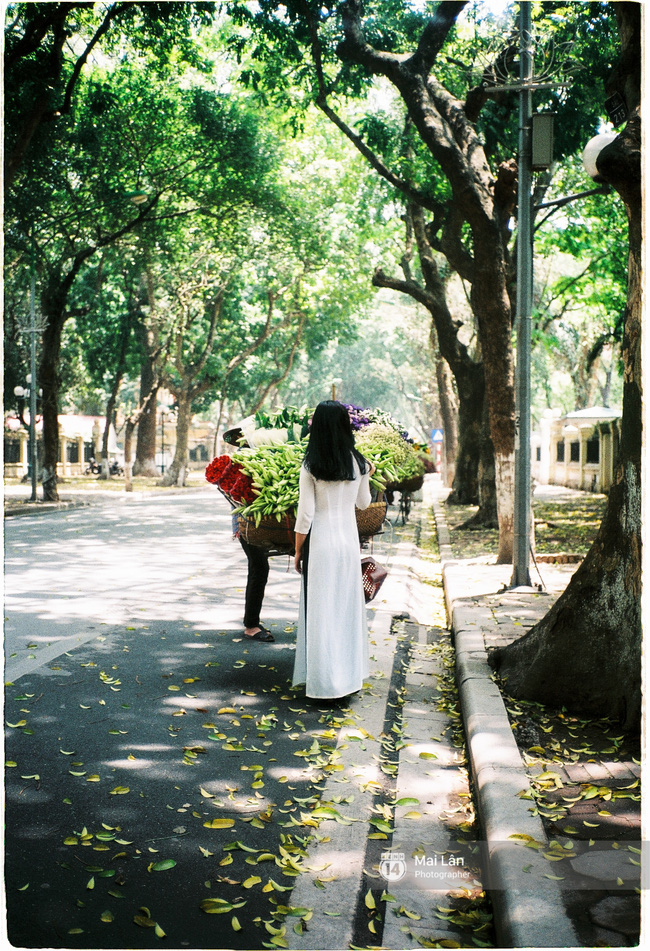 Những ngày Hà Nội rất nóng, nhưng lòng dịu lại vì cảnh lá rụng đẹp như mùa thu thứ 2 - Ảnh 9.