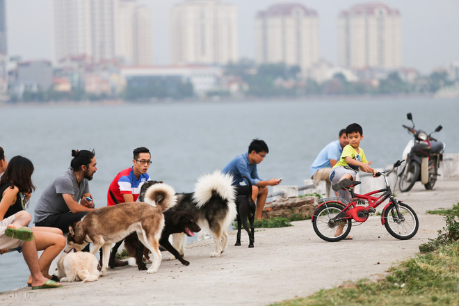 Hà Nội: Chó vẫn thả rông, không rọ mõm trước ngày luật bắt chó có hiệu lực - Ảnh 9.