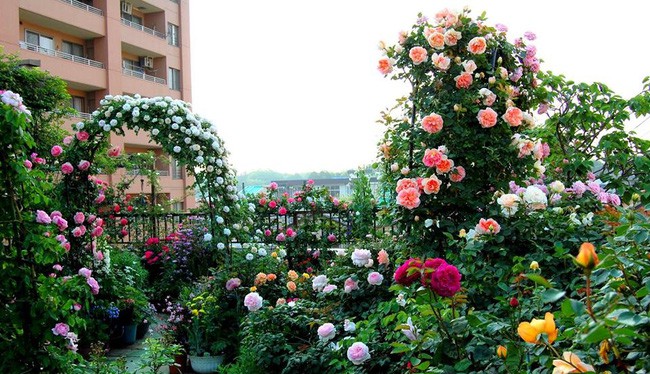 3 vườn hồng đẹp như mơ khiến độc giả tâm đắc tặng ngàn like trong năm 2017 - Ảnh 19.