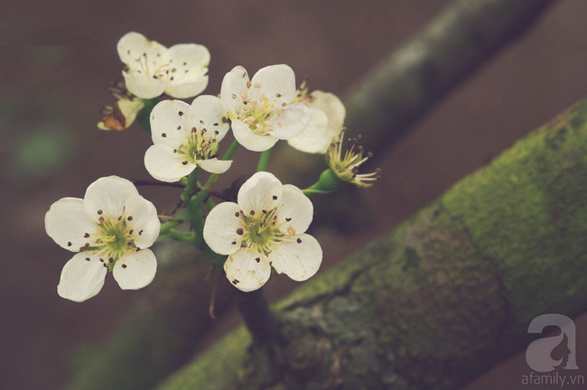 Ngẩn ngơ ngắm sắc trắng, sắc hồng của hoa mận, hoa đào ở Hà Giang - Ảnh 10.