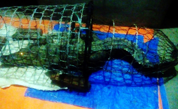 Vụ bắt được cá sấu nặng gần 40kg tại Hà Nội: Sợ người dân kéo đến nhiều nên đã bán với giá 3 triệu đồng - Ảnh 3.