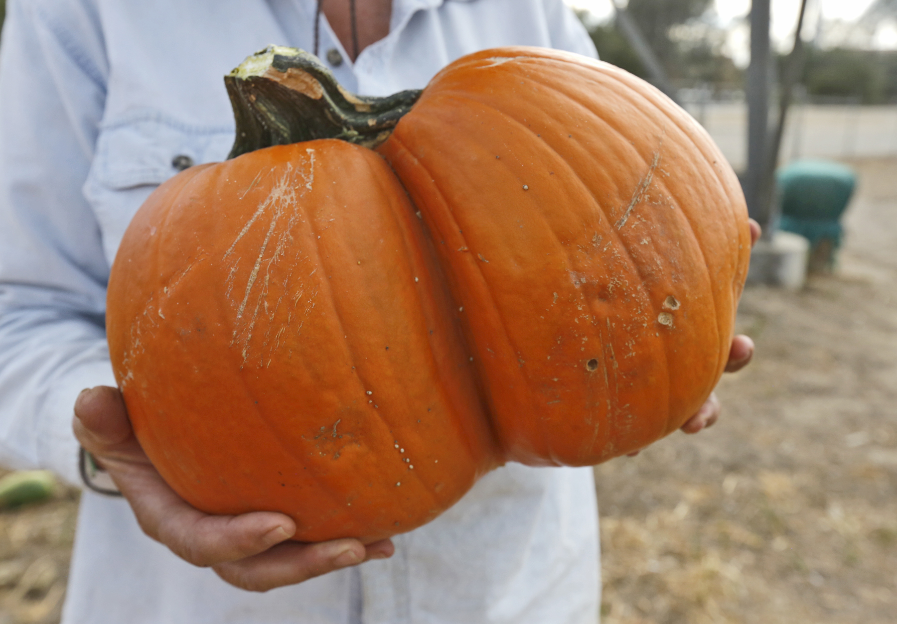 Rau quả cũng c&oacute; l&uacute;c sinh đ&ocirc;i, sinh ba kỳ diệu đến thế n&agrave;y - Ảnh 17.