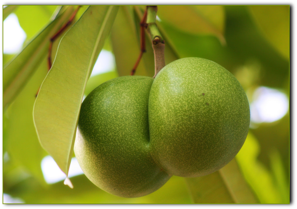 Rau quả cũng c&oacute; l&uacute;c sinh đ&ocirc;i, sinh ba kỳ diệu đến thế n&agrave;y - Ảnh 21.