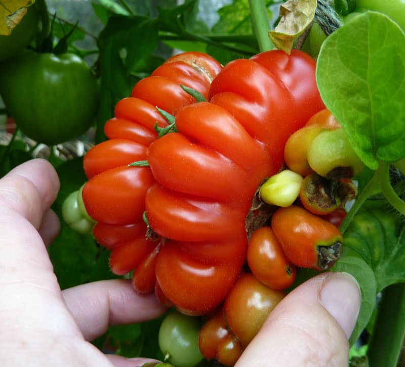 Rau quả cũng c&oacute; l&uacute;c sinh đ&ocirc;i, sinh ba kỳ diệu đến thế n&agrave;y - Ảnh 3.