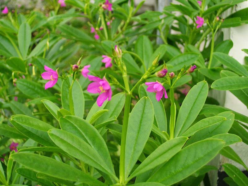 Sự thật về những c&ocirc;ng dụng thần kỳ của củ s&acirc;m đất theo chuy&ecirc;n gia Đ&ocirc;ng y chia sẻ! - Ảnh 1.