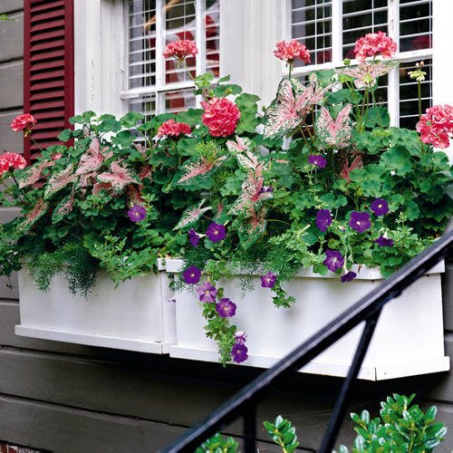 Trang trí cửa sổ xinh lung linh với cách tạo hộp hoa treo đầy hương thơm, màu sắc - Ảnh 9.