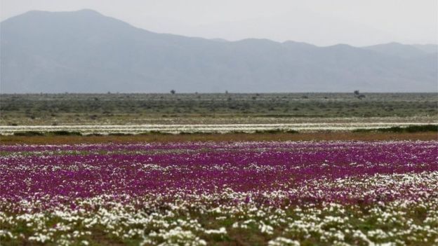 Hiện tượng kỳ lạ: Muôn hoa đua nở rực rỡ sắc màu ở sa mạc khô cằn nhất thế giới - Ảnh 6.