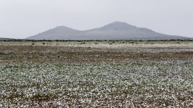Hiện tượng kỳ lạ: Muôn hoa đua nở rực rỡ sắc màu ở sa mạc khô cằn nhất thế giới - Ảnh 11.