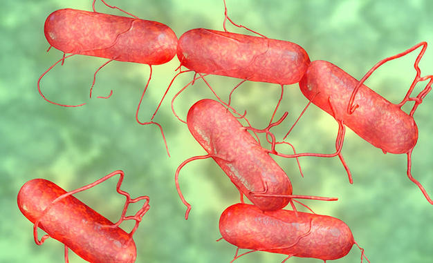 Bé 5 tháng tuổi bất ngờ tử vong, bác sĩ nghi ngờ do nhiễm khuẩn salmonella từ một loại vật nuôi phổ biến - Ảnh 3.