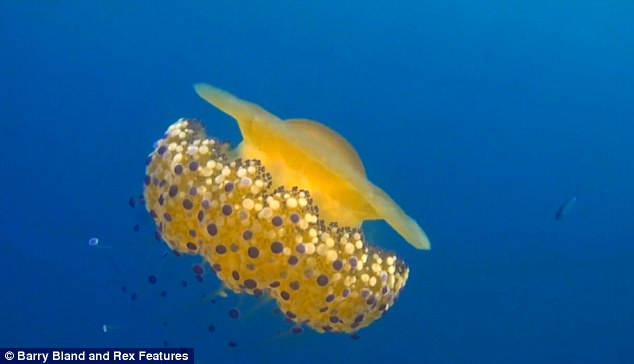 Thấy quả trứng chiên kỳ lạ trôi dưới lòng đại dương, nhiếp ảnh gia giật mình khi lại gần - Ảnh 5.