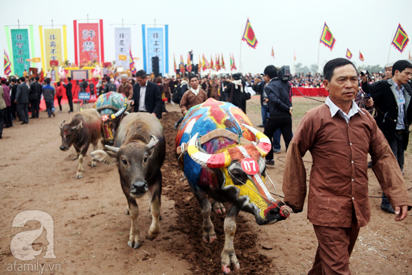 Trang trí lên thân trâu rồi đem ra đồng tại lễ hội Tịch Điền ở Hà Nam - Ảnh 4.
