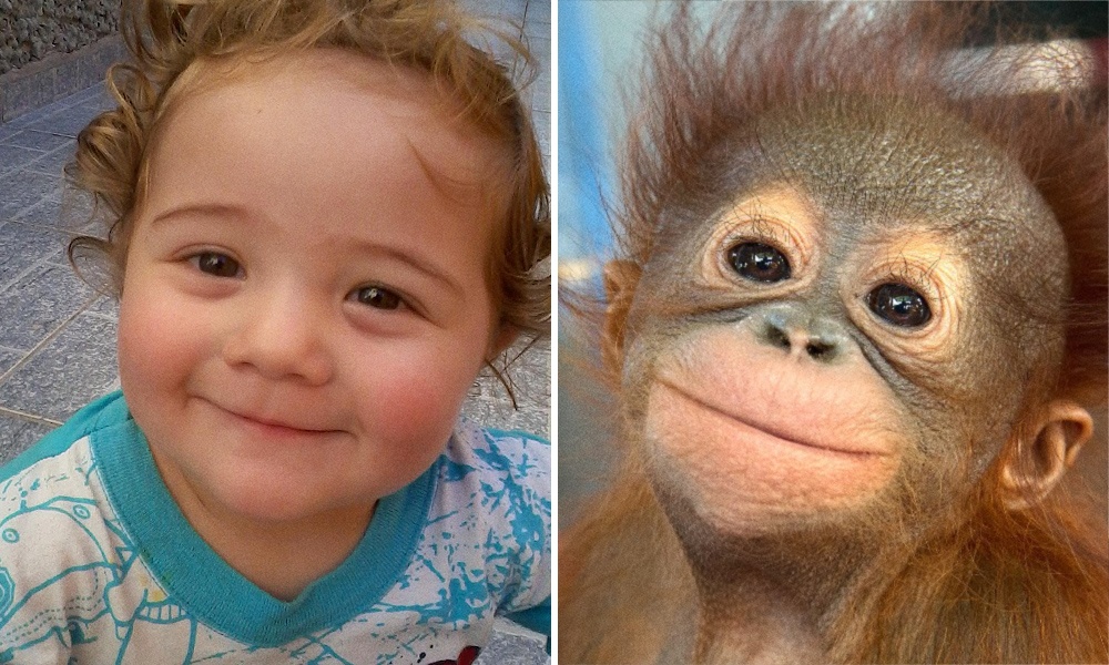 Trẻ con đáng yêu, động vật đáng yêu, và cả cặp đôi đáng yêu nữa! Một sự kết hợp tuyệt vời để mang lại cho bạn những bức ảnh đáng yêu và hài hước nhất về các loài động vật, đặc biệt là những chú khỉ đáng yêu.