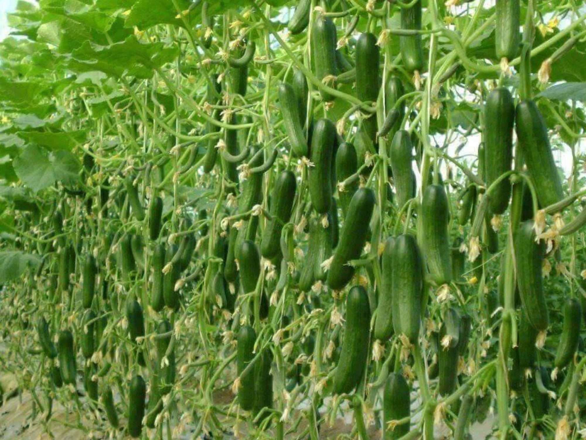 Mô hình trồng cây ăn quả kết hợp chăn nuôi cho hiệu quả kinh tế cao   baoninhbinhorgvn
