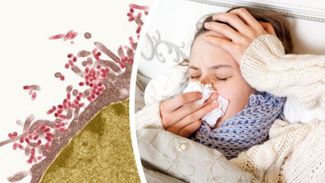Cúm Nhật Bản - bệnh cúm khắc nghiệt của năm: Tại sao bệnh dễ lây lan và cách phòng ngừa - Ảnh 1.
