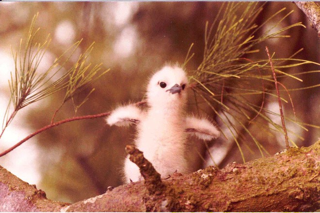 Loài chim lười nhất thế giới: Đẻ trứng trên cành cây, rơi vỡ đẻ quả khác - Ảnh 3.