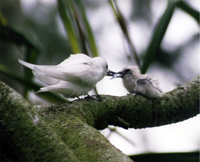 Loài chim lười nhất thế giới: Đẻ trứng trên cành cây, rơi vỡ đẻ quả khác - Ảnh 4.