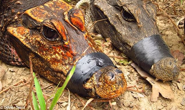 Bí ẩn loài cá sấu màu da cam kỳ dị, chuyên ăn dơi và sống trong hang sâu ở Gabon - Ảnh 2.