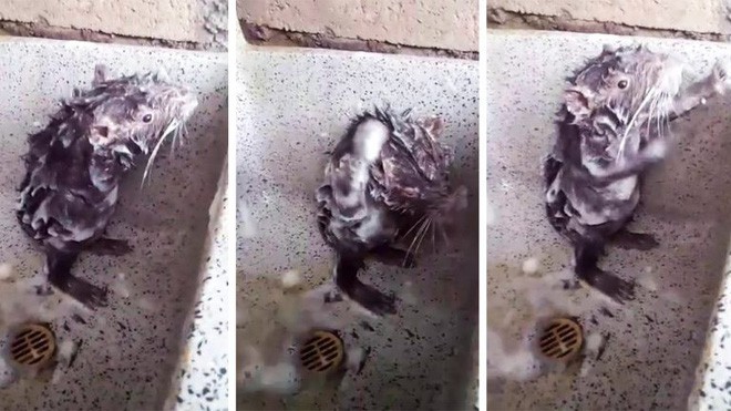 Sự thật đau lòng đằng sau đoạn video “chuột tắm” đáng yêu mà mọi người đang rần rần chia sẻ: Hài hước hay ác độc? - Ảnh 1. Sự thật đau lòng đằng sau đoạn video “chuột tắm” đáng yêu mà mọi người đang rần rần chia sẻ: Hài hước hay ác độc? - Ảnh 1.