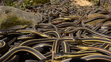  Mỗi năm một lần, 75.000 con rắn lại quấn quýt với nhau trong không gian chỉ bằng một chiếc phòng khách suốt cả tuần - Ảnh 2.