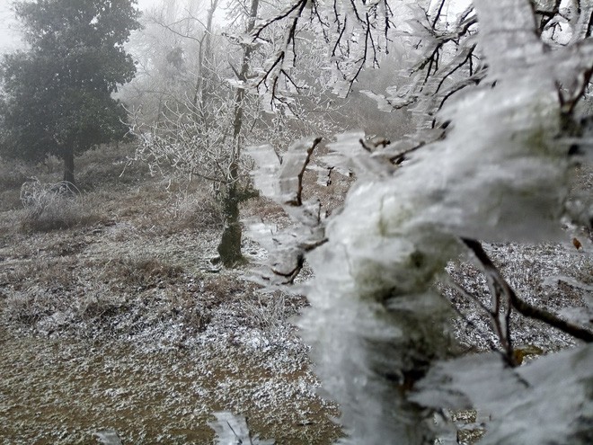 Chùm ảnh: Tuyết đã rơi trên vùng cao Y Tý, cây cối bao phủ bởi băng tuyết dày - Ảnh 11.