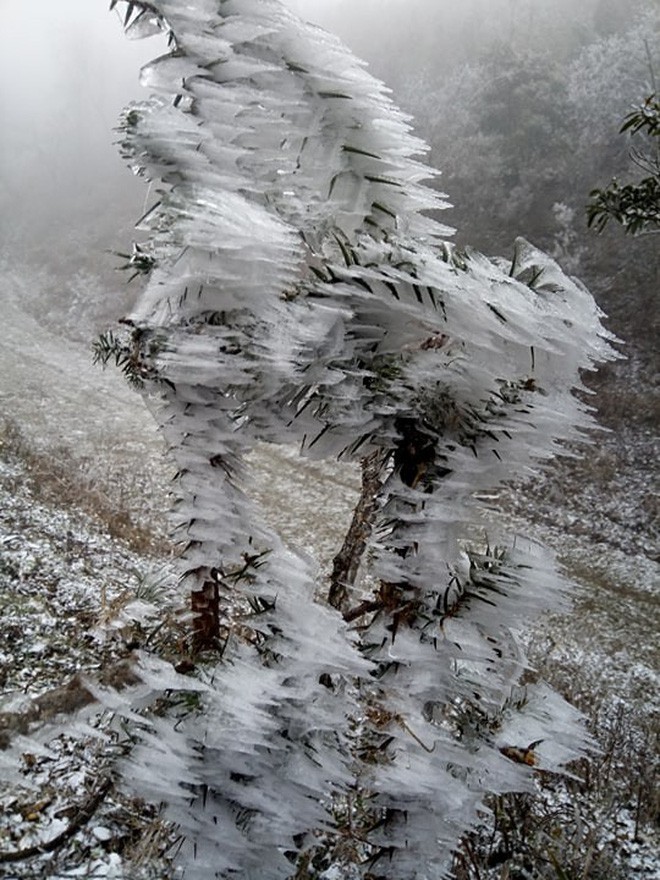 Chùm ảnh: Tuyết đã rơi trên vùng cao Y Tý, cây cối bao phủ bởi băng tuyết dày - Ảnh 12.