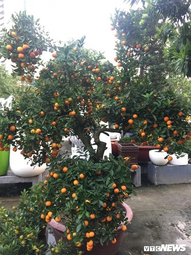 Một cây vàng không mua nổi cây quất trưng Tết tại vỉa hè Sài Gòn - Ảnh 3. Một cây vàng không mua nổi cây quất trưng Tết tại vỉa hè Sài Gòn - Ảnh 3.