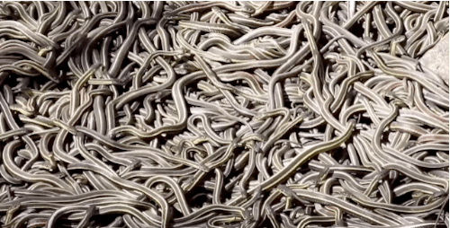  Mỗi năm một lần, 75.000 con rắn lại quấn quýt với nhau trong không gian chỉ bằng một chiếc phòng khách suốt cả tuần - Ảnh 3.