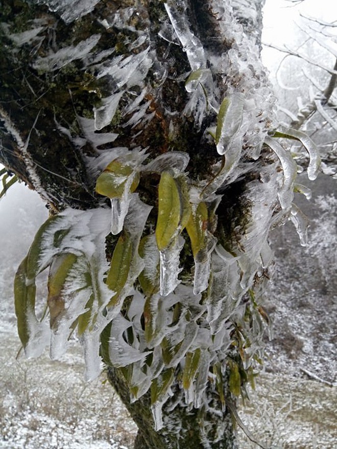 Chùm ảnh: Tuyết đã rơi trên vùng cao Y Tý, cây cối bao phủ bởi băng tuyết dày - Ảnh 5.